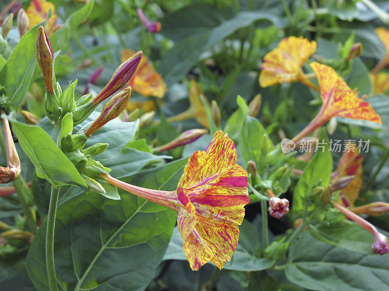 紫茉莉(Mirabilis jalapa)四点钟花或奇迹的秘鲁